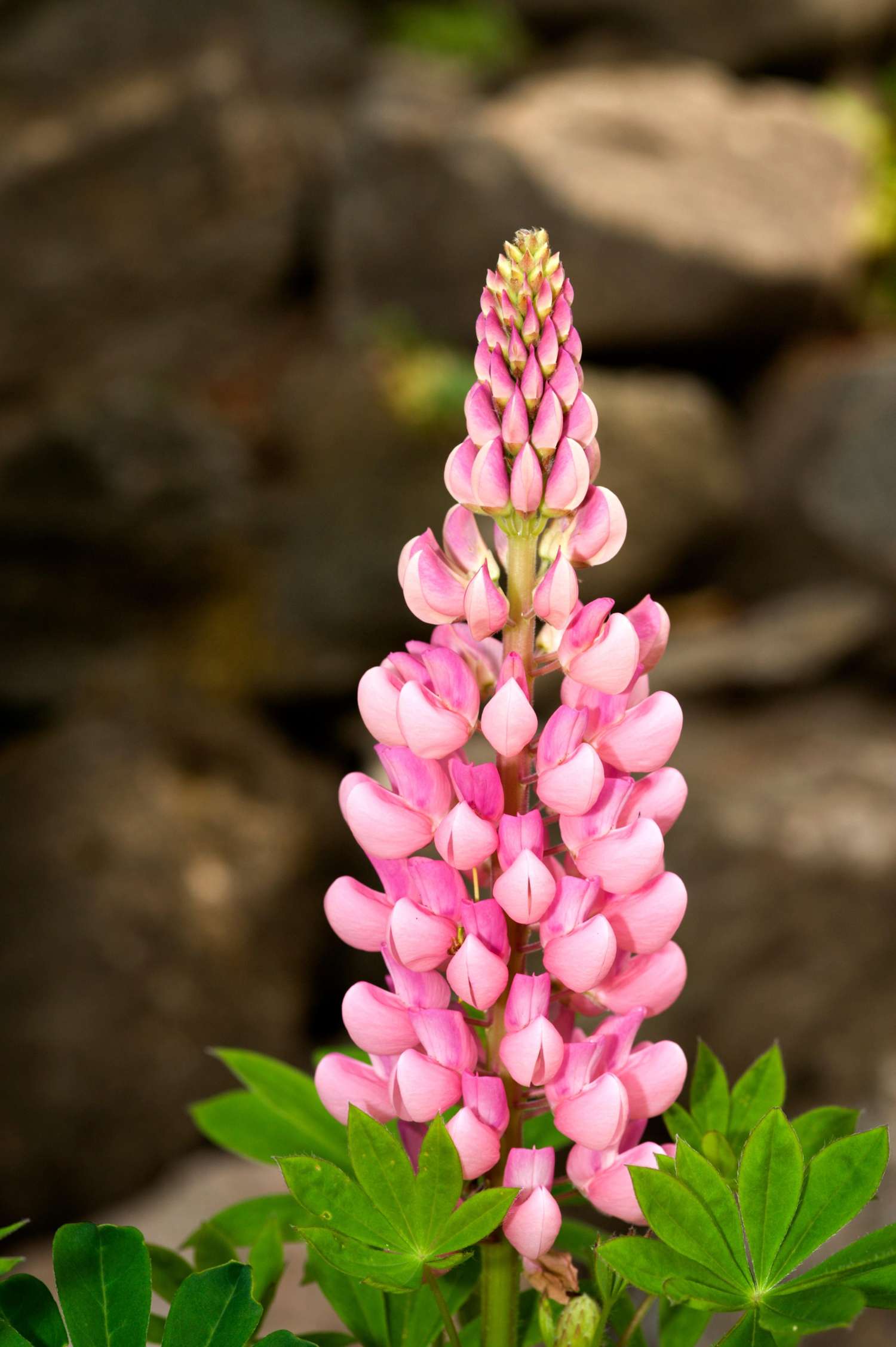 Pinke Lupine ‘The Chatelaine’